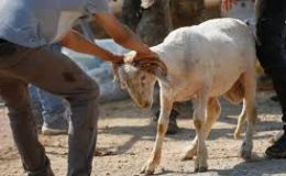 Kilis Belediyesi Kurban Yakalama Timi Bayram İçin Hazır!