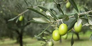 Kilis’ten Zeytin Çığlığı: Torba Yasa Talanı Durdurulsun, Mirasımız Korunsun!