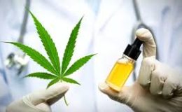 Tıbbi Kenevir Eczanelerde Satışa Sunuluyor: Yeni Dönem Başladı